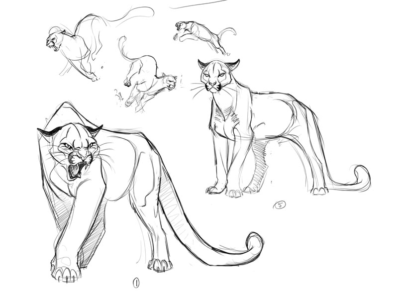 Cougar Illustration Concepts_1