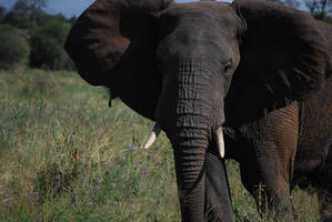 africa pic3