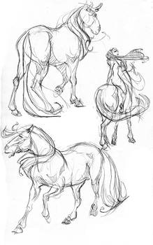 horse sketches