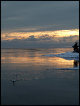 Graceful Sunset Swimmers