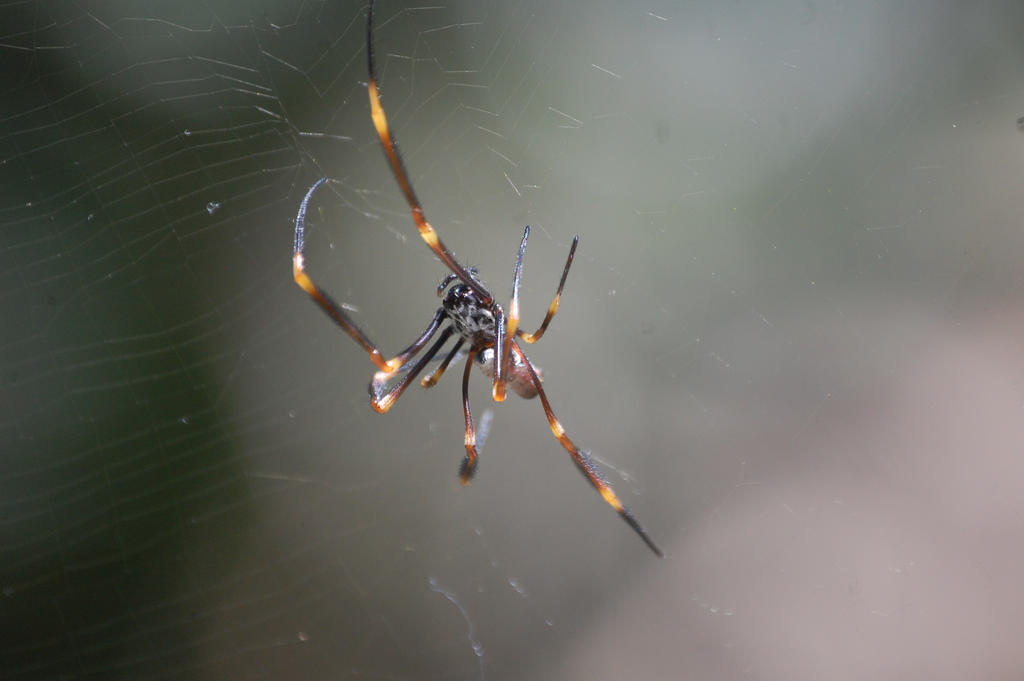 Golden  Orb