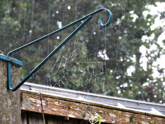 Rain droplets on a web.