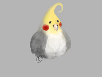 Cockatiel