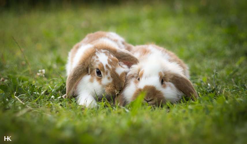 Two Bunnies