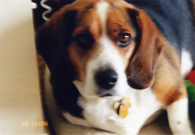 Mister Snoops