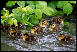 little quackers ...