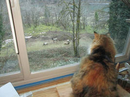 The Pusscat and the Elk