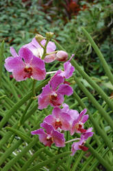 orchids_ii
