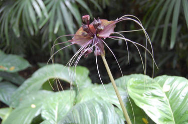 orchid vi