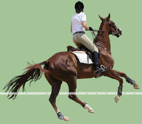 Warmblood Vector