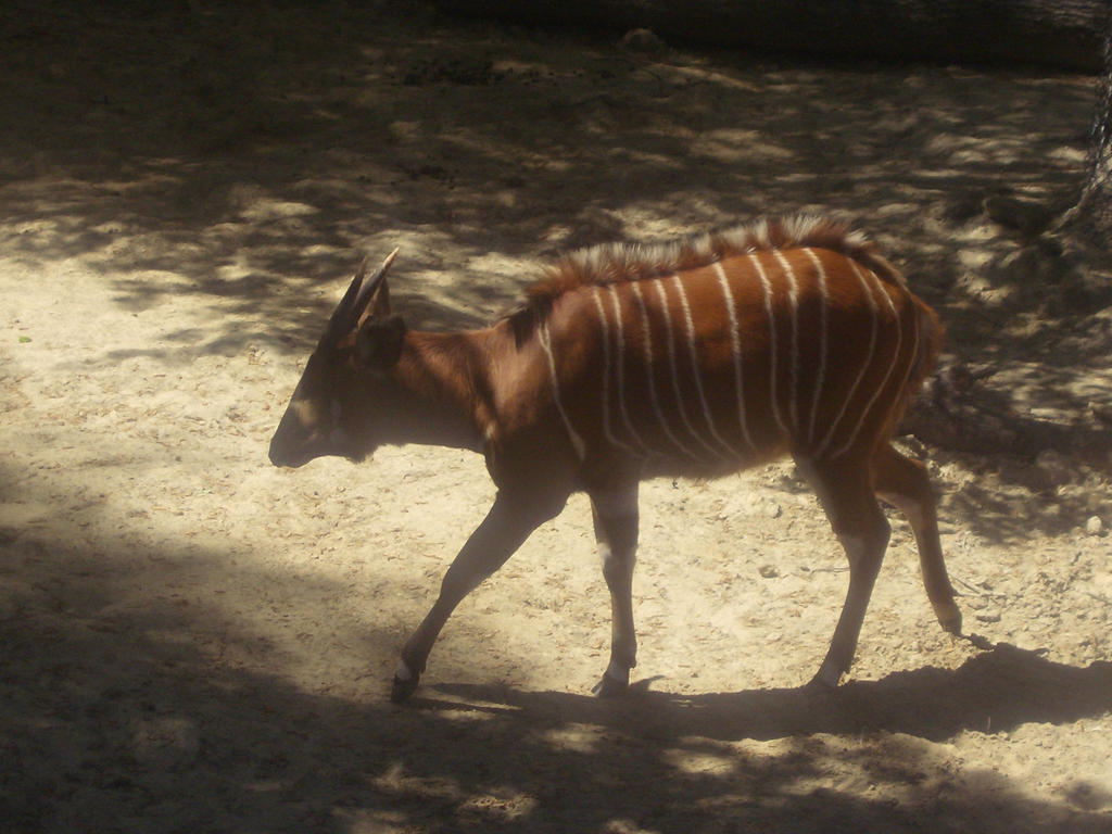 Sunlit Bongo