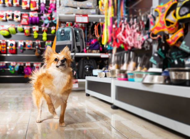 Pet Shop Paradise: Navigating the Maze of Options by petwhispereworld on  DeviantArt
