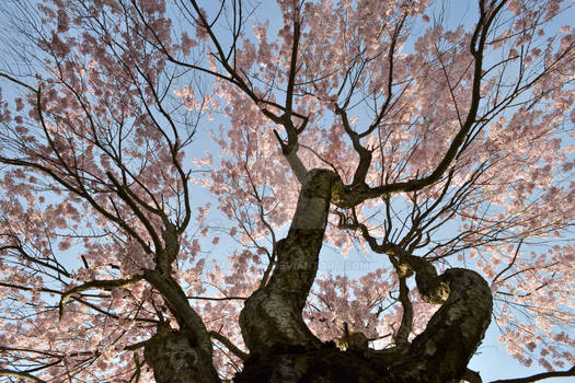 Weeping Cherrys