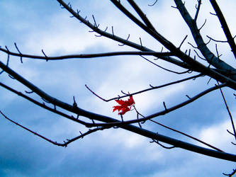 The Lone Red Leaf