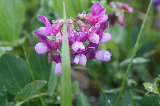 Purple Flowers in Maine