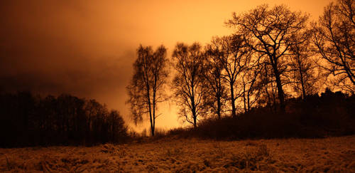 Autumn trees