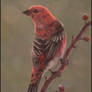 Bird Painting 2 Day #352