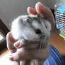 Mi hamster!