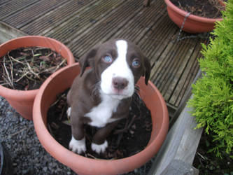 Daisy in the flower pot