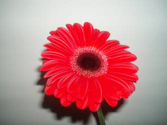 Red Flower