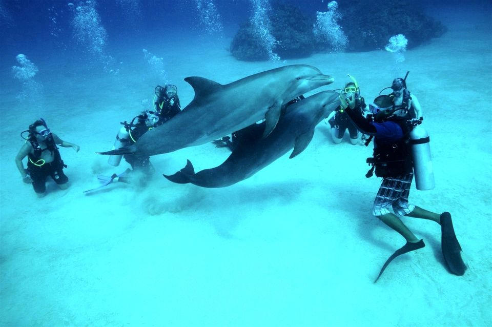sea diving Diving_in_hurghada_by_osos201218_dhbxl9y-fullview.jpg?token=eyJ0eXAiOiJKV1QiLCJhbGciOiJIUzI1NiJ9.eyJzdWIiOiJ1cm46YXBwOjdlMGQxODg5ODIyNjQzNzNhNWYwZDQxNWVhMGQyNmUwIiwiaXNzIjoidXJuOmFwcDo3ZTBkMTg4OTgyMjY0MzczYTVmMGQ0MTVlYTBkMjZlMCIsIm9iaiI6W1t7ImhlaWdodCI6Ijw9NjM4IiwicGF0aCI6IlwvZlwvZmQ3ZTE0ZGQtMmQwZS00N2NkLTkwYmMtYTA0YWJkMDU3OGVlXC9kaGJ4bDl5LTZlZjdiZDZmLTQ5NTEtNDg2NS05MTNlLWVhMTkxNjY4ZjViMS5qcGciLCJ3aWR0aCI6Ijw9OTYwIn1dXSwiYXVkIjpbInVybjpzZXJ2aWNlOmltYWdlLm9wZXJhdGlvbnMiXX0