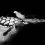 Aitutaki Turtle I