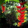 Bird of Paradise: Colour