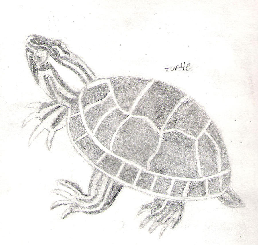 turtle by aiedail9 on DeviantArt