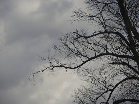 Stormy Tree