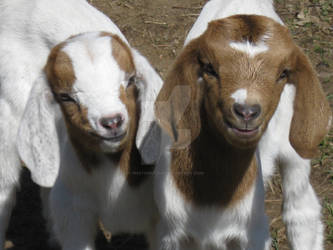Baby Goat siblings
