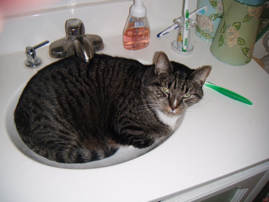 Vernie is relaxing in the sink