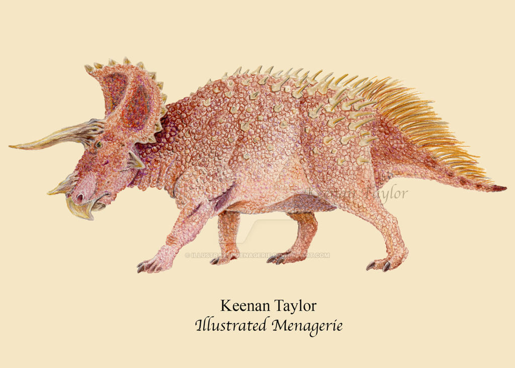 Triceratops prorsus by IllustratedMenagerie on DeviantArt