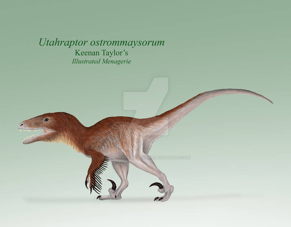Utaraptor Utahraptor Ostrommaysorum Utahraptor Pictures & Facts The Dinosaur