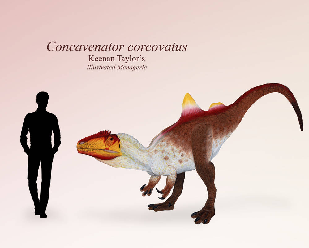 Concavenator corcovatus by IllustratedMenagerie on DeviantArt