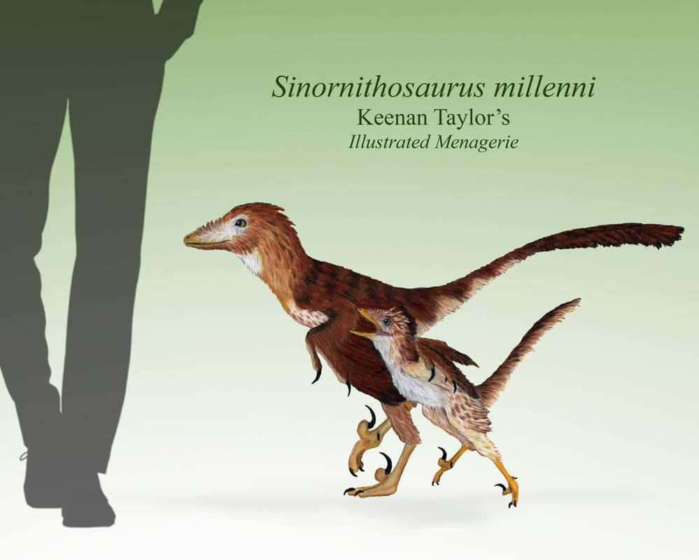 Sinornithosaurus Sinornithosaurus millenni adult and juvenile by IllustratedMenagerie on ...