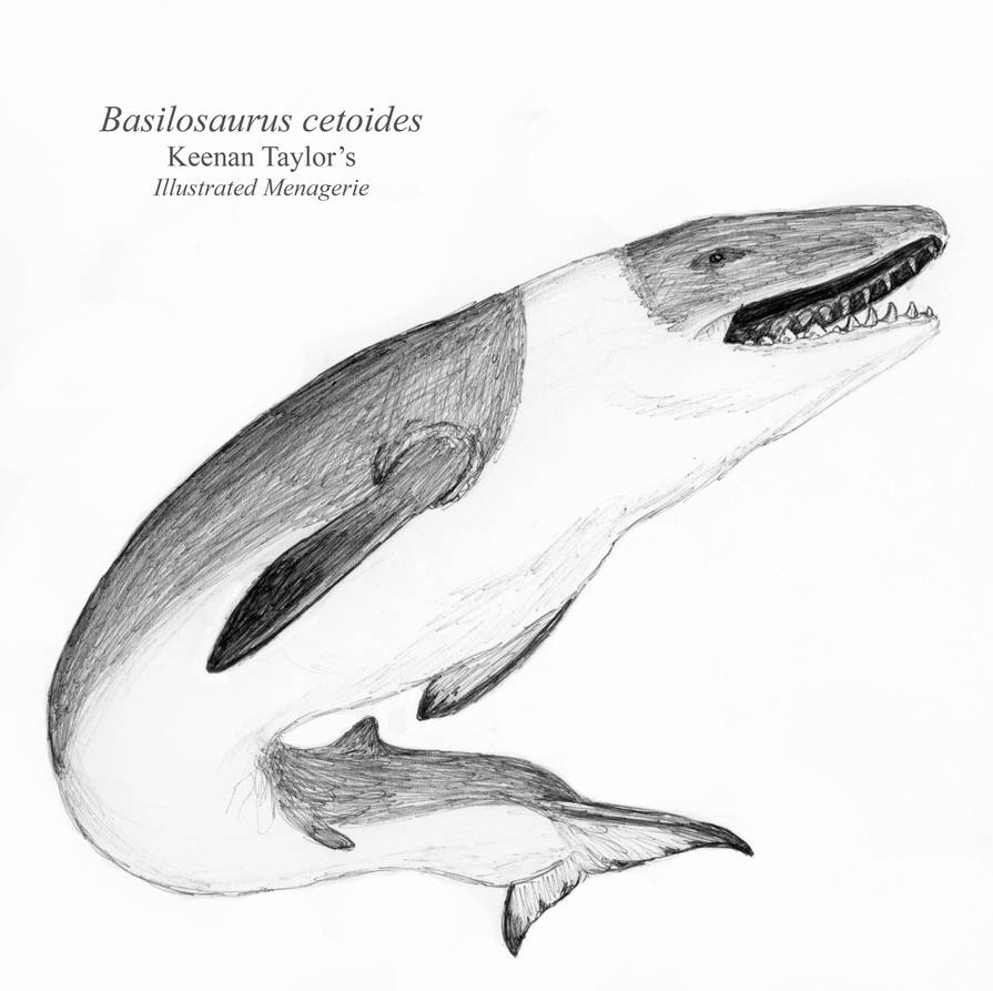 Basilosaurus Deviantart Inktober Day 12: Basilosaurus by IllustratedMenagerie on DeviantArt