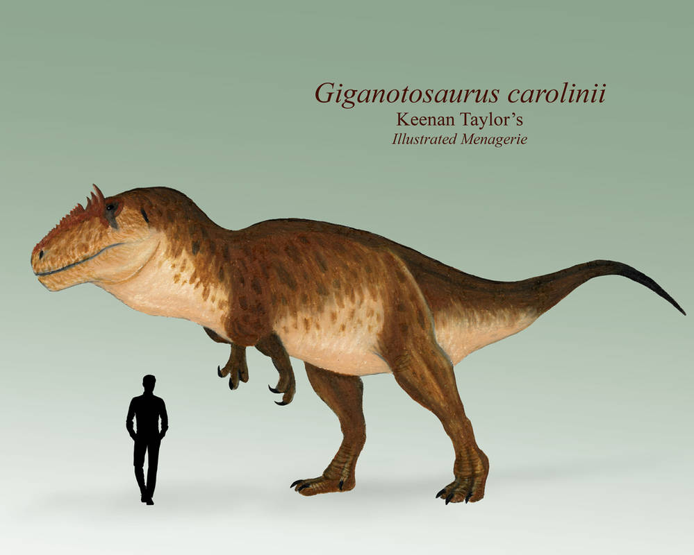 Giganotosaurus carolinii by IllustratedMenagerie on DeviantArt