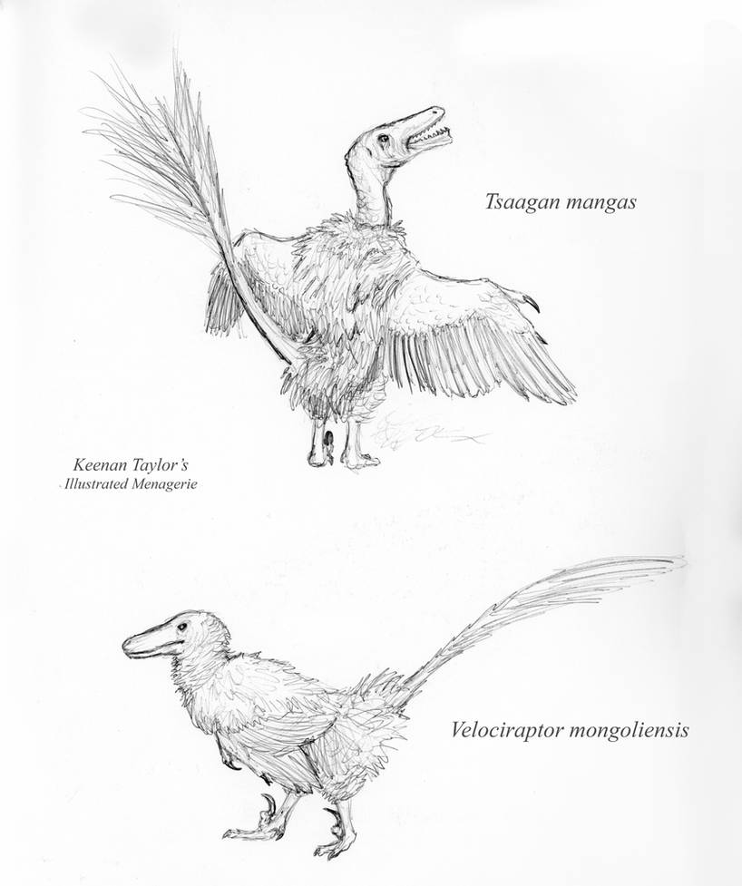 Tssaagan Raptor Size Velociraptor and Tsaagan by IllustratedMenagerie on DeviantArt