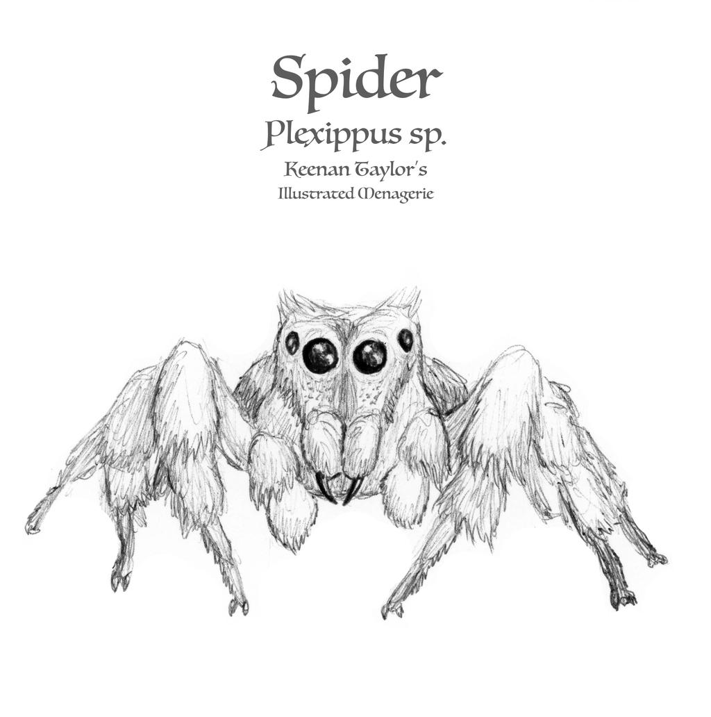 Spider Insect Deviantart Spider by IllustratedMenagerie on DeviantArt
