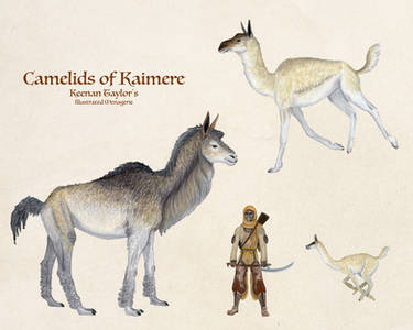 Camelids of Kaimere