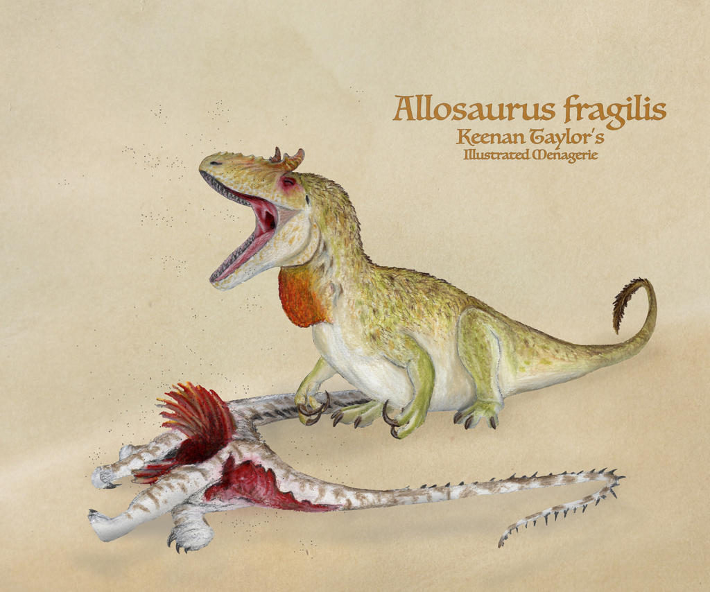 Allosaurus fragilis by IllustratedMenagerie on DeviantArt