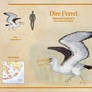 Dire Petrel