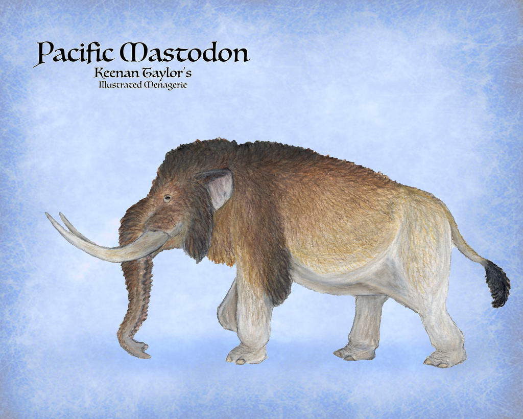Pacific Mastodon by IllustratedMenagerie on DeviantArt