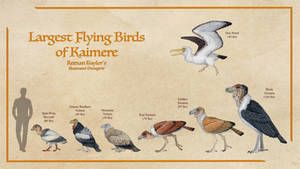 Largest Flying Birds of Kaimere