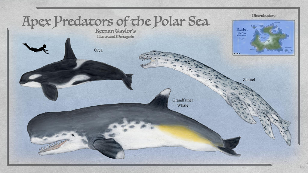 Apex Predators of the Polar Sea by IllustratedMenagerie on DeviantArt