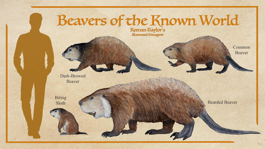 Beaver Native Range Beavers of the Known World by IllustratedMenagerie on DeviantArt