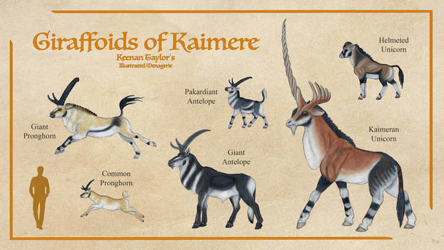 Giraffoids of Kaimere