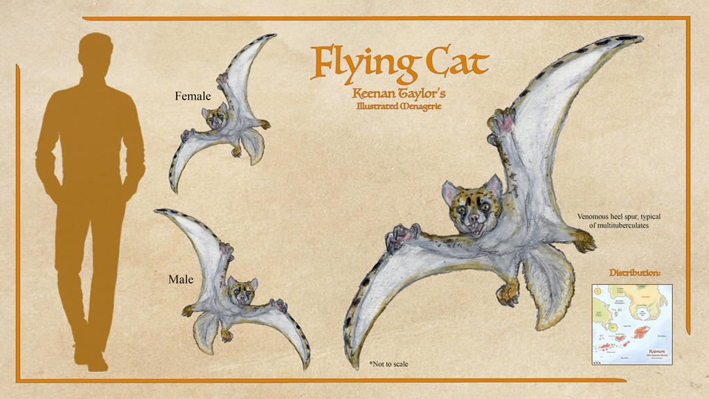 Flying Cat Position Flying Cat by IllustratedMenagerie on DeviantArt