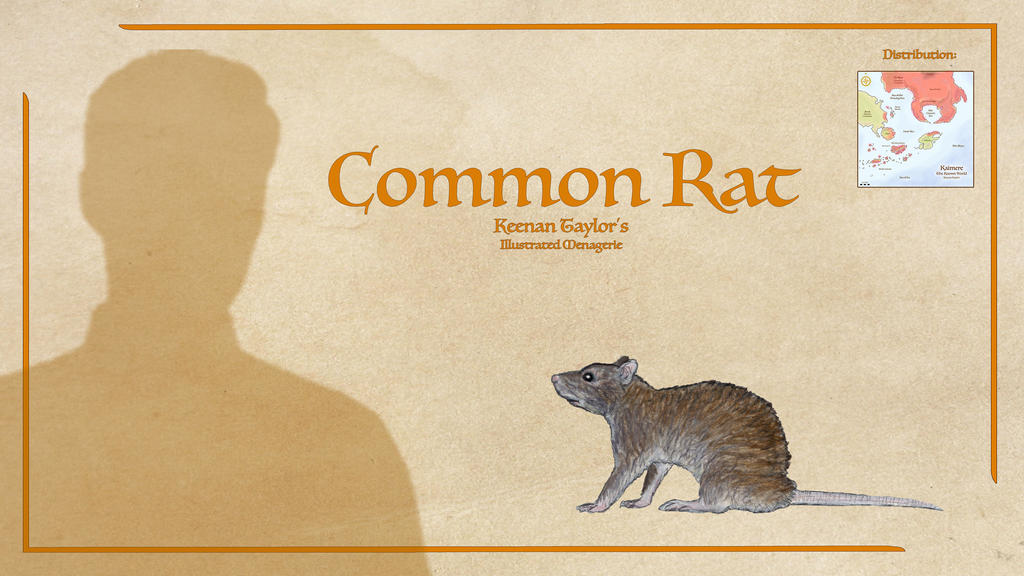 Common Rat by IllustratedMenagerie on DeviantArt