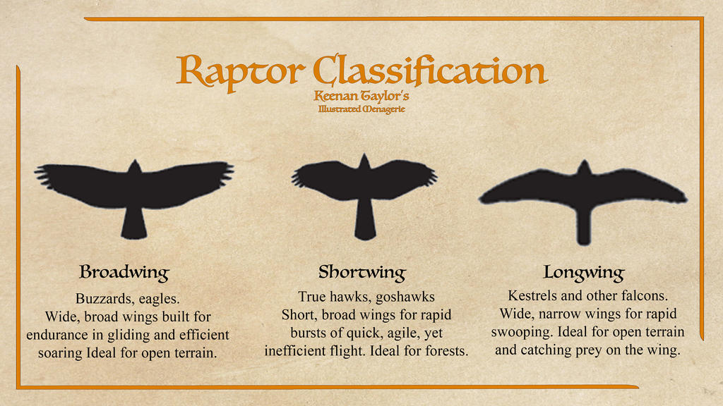 Raptor Classification by IllustratedMenagerie on DeviantArt